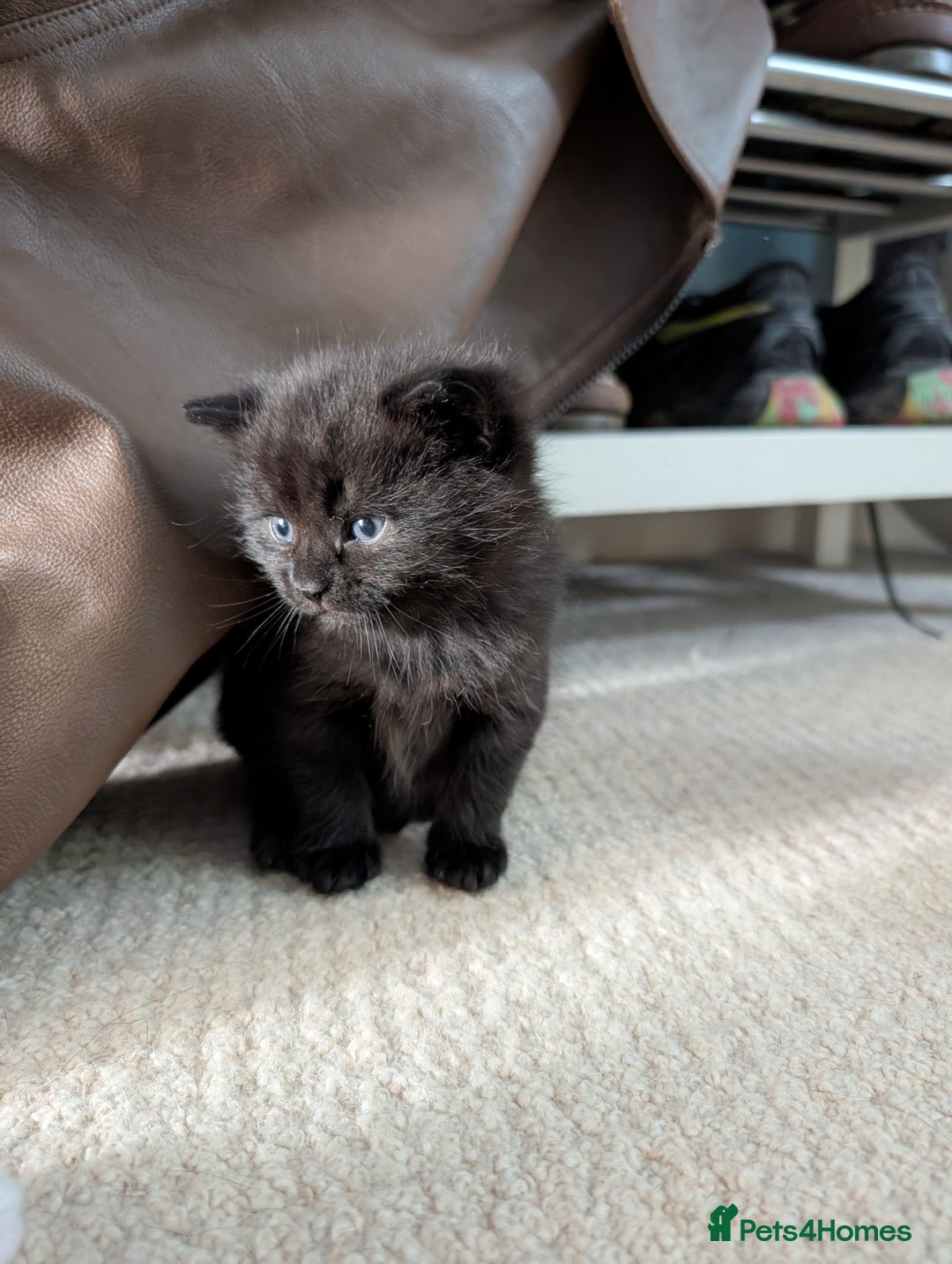 British Shorthair cats for sale: Kittens from loving country cottage home - Image 9
