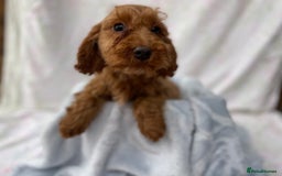 Cockapoo dogs for sale: F1 fox red cockapoos mixed littler new ad   - Image 11