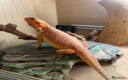 Bearded Dragon reptiles for sale: Bearded dragons for sale - Image 3