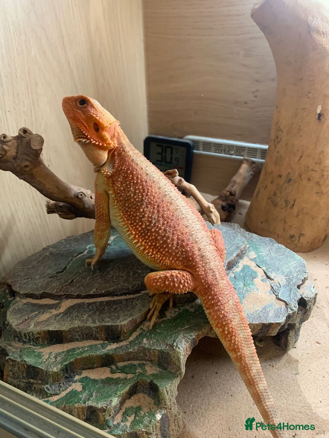 Bearded Dragon reptiles for sale: Bearded dragons for sale - Image 3