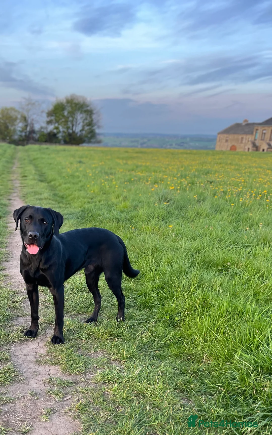 Labrador Retriever dogs for stud: Red, the black Labrador  - Advert 7