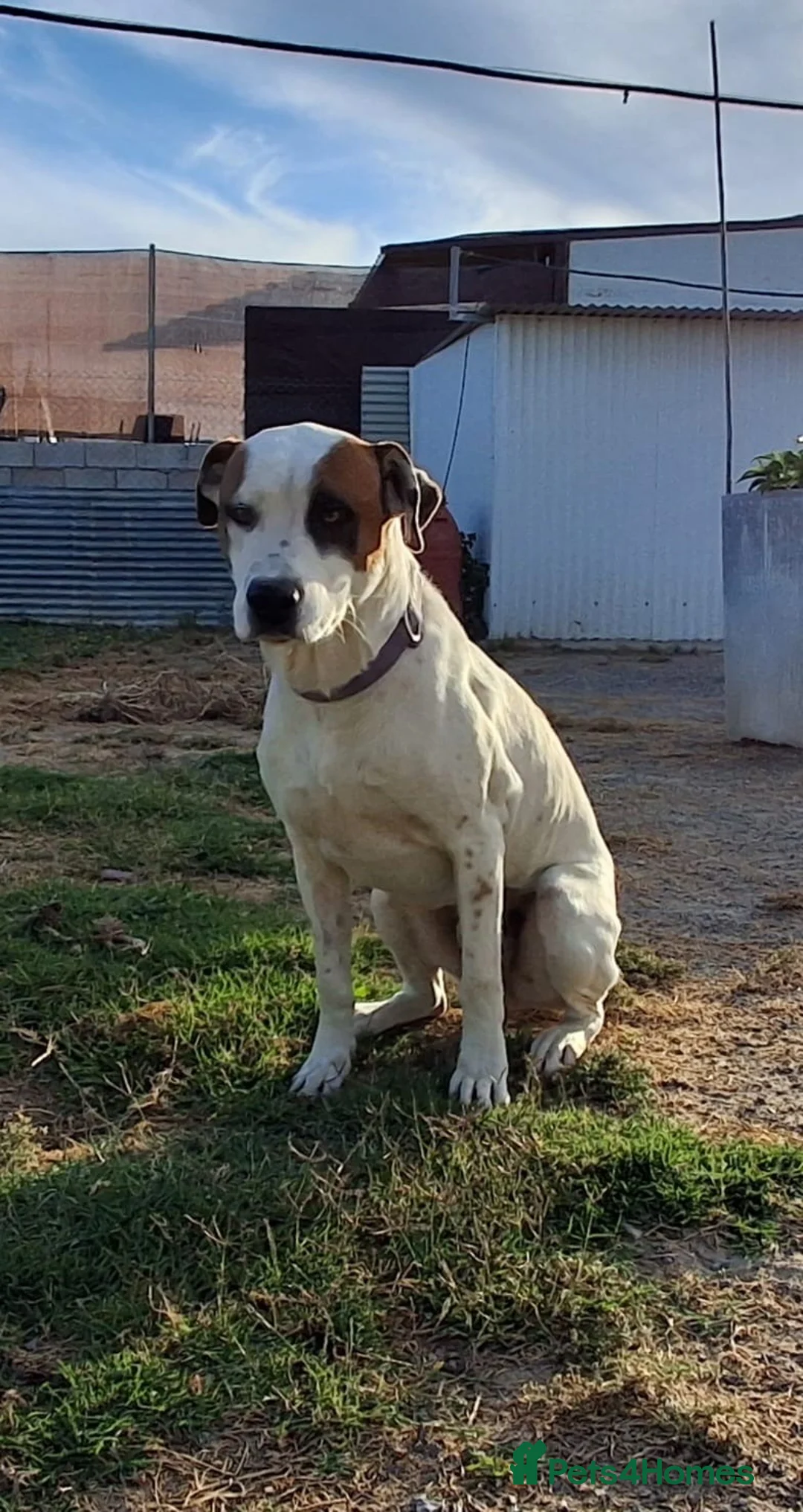 Mixed Breed dogs for adoption: CLAUDIO❤️🚨🐾 - Advert 2