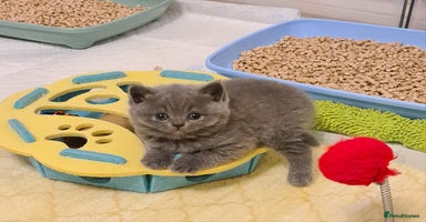 British Shorthair cats - Advert 6