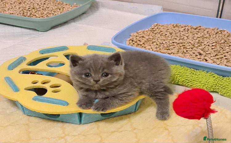 British Shorthair cats - Advert 13