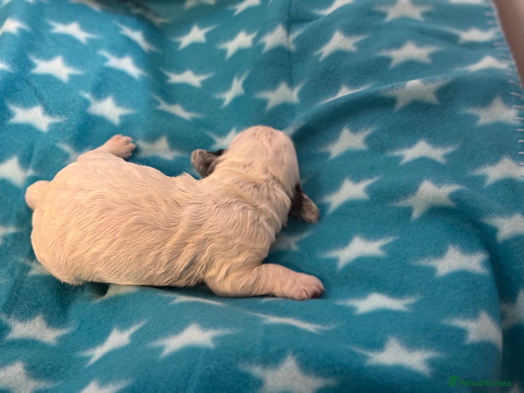 Cockapoo dogs for sale: 4 males and 1 female  - Advert 10