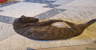 British Shorthair cats - Advert 13