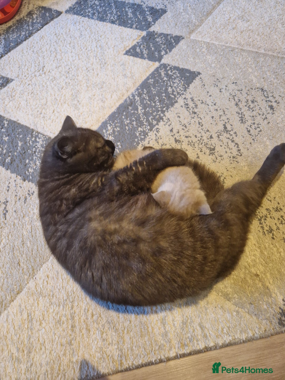 British Shorthair cats for sale: Blue and lilac British shorthair kittens  - Image 3