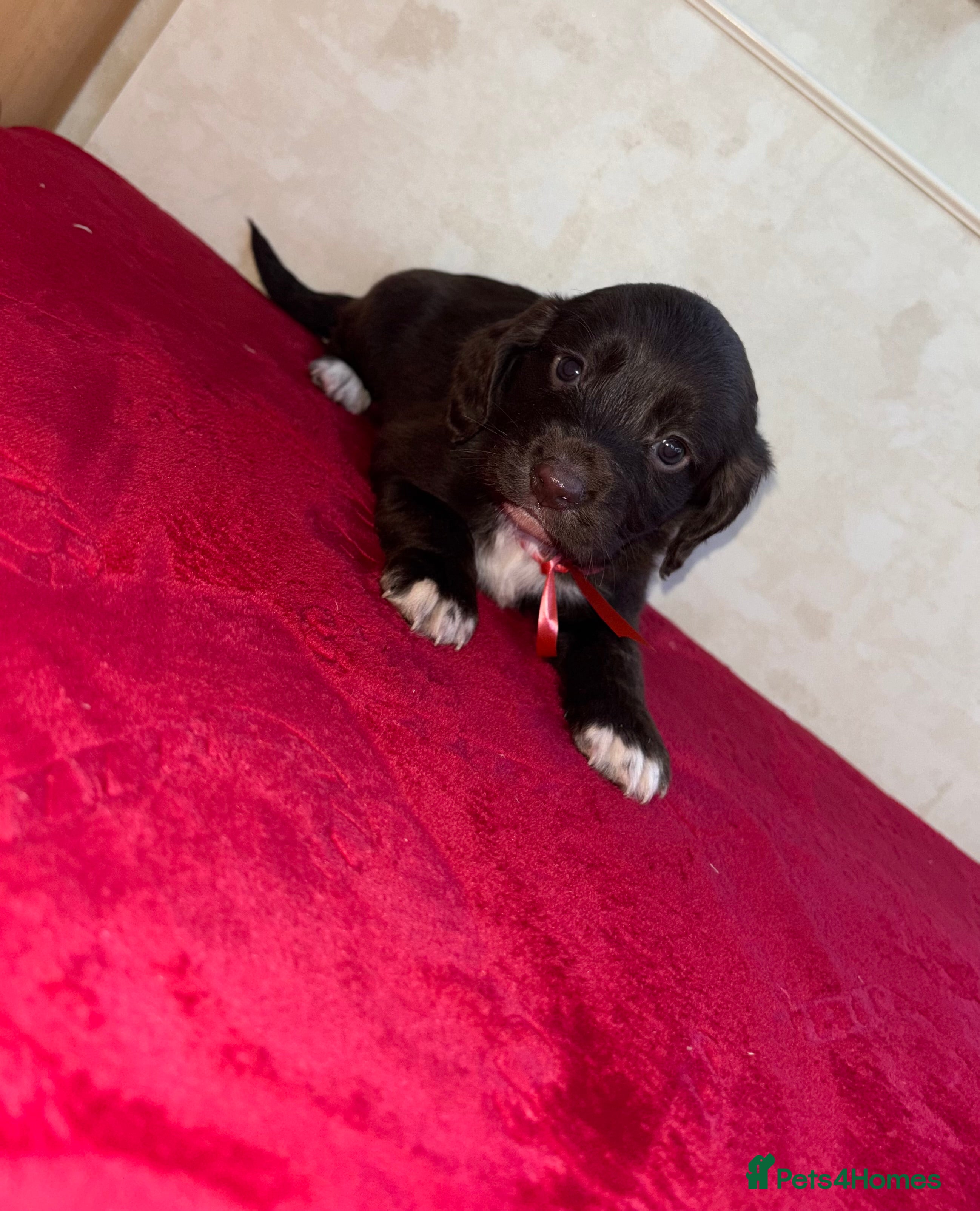 Cocker Spaniel dogs Cocker spaniel puppies - Advert 11