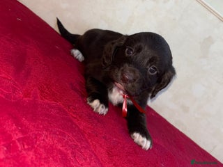 Cocker Spaniel dogs Cocker spaniel puppies - Advert 1