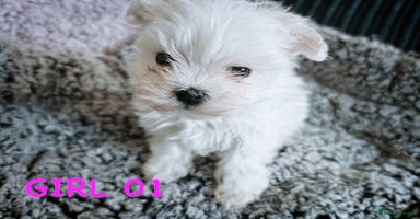 Maltese dogs - Advert 13