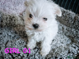Maltese dogs - Advert 2
