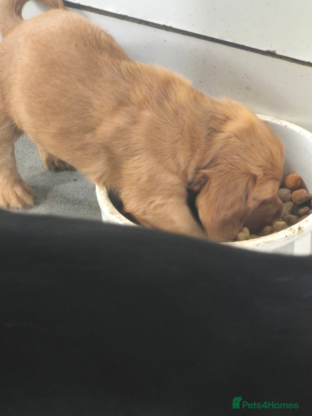 Cocker Spaniel dogs for sale: Cocker spaniels - Image 5