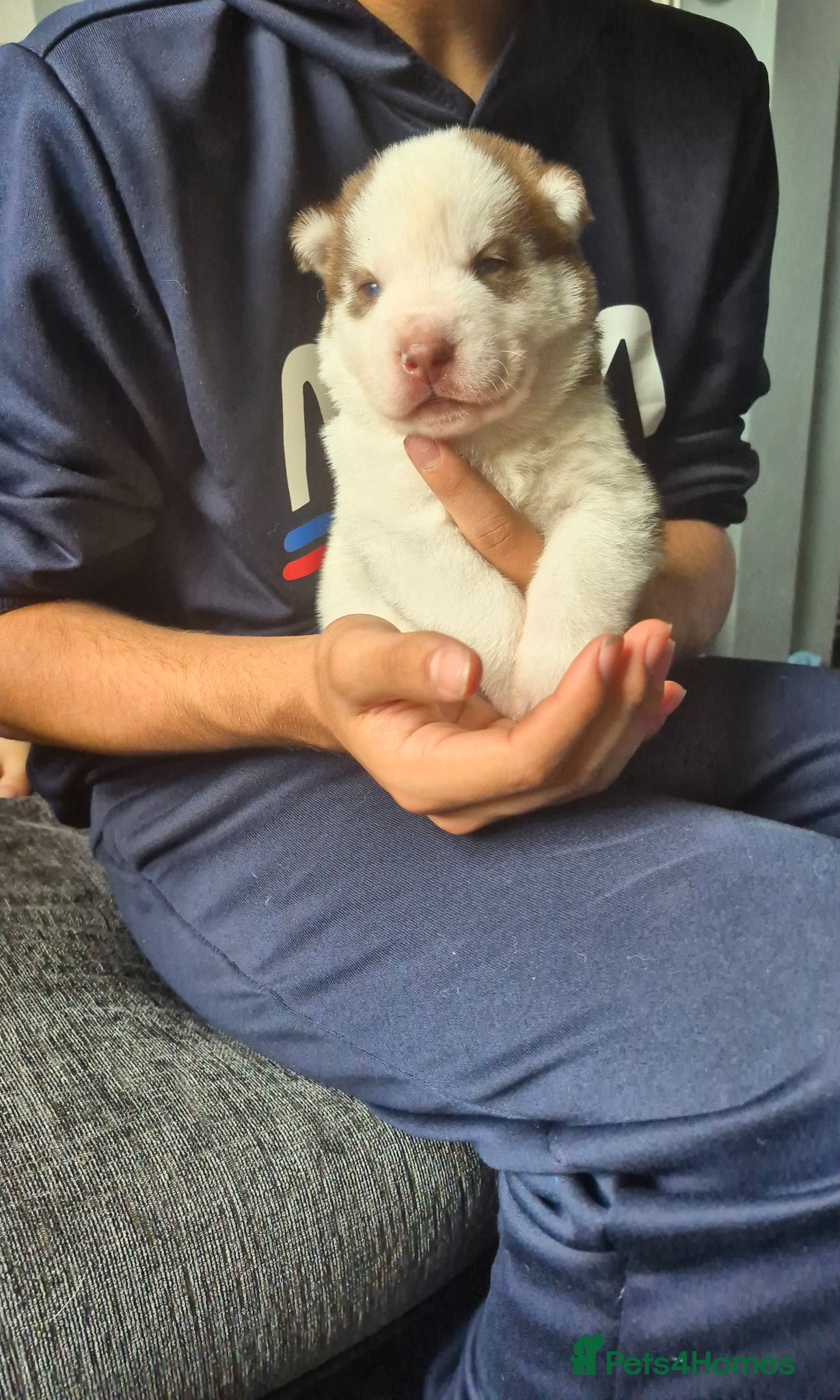 Siberian Husky dogs for sale: Siberian husky puppies  - Advert 5