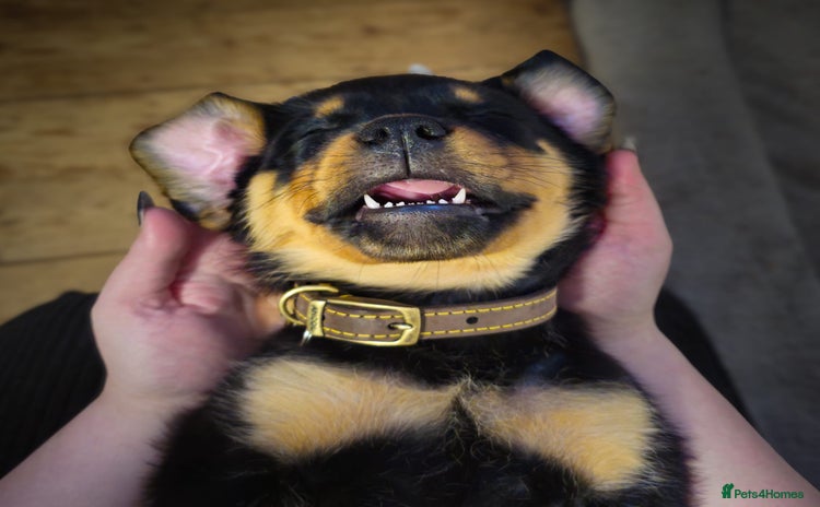 Rottweiler dogs - Advert 13