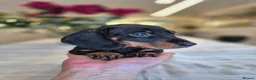 Dachshund dogs for sale: 💙 Miniature Dachshund Boy!💙 - Advert 16