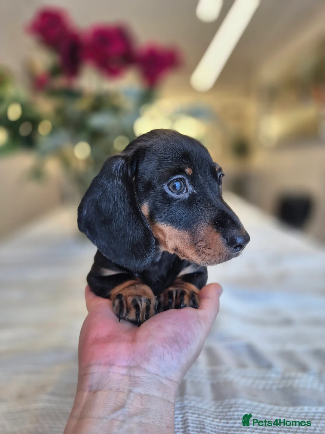 Dachshund dogs for sale: 💙 Miniature Dachshund Boy!💙 - Advert 16