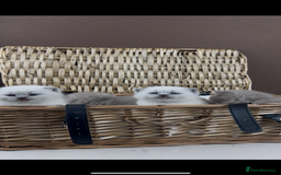 British Shorthair cats for sale: GCCF Health tested British Shorthaired kittens - Image 3