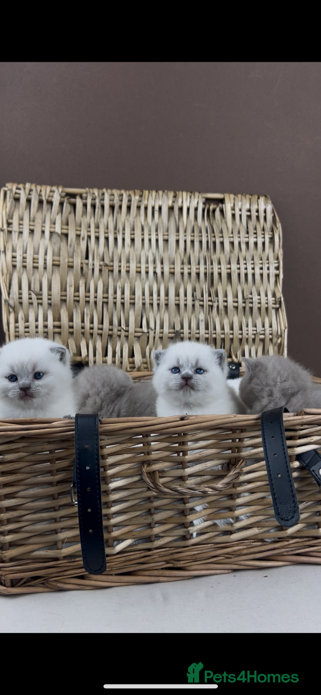British Shorthair cats for sale: GCCF Health tested British Shorthaired kittens - Image 3