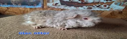 Guinea Pig rodents for sale: Lunkarya  - Advert 3