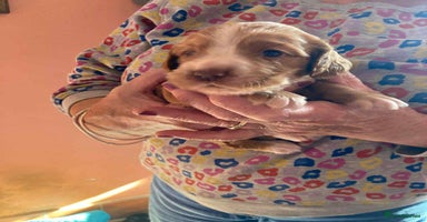 Sprocker dogs - Advert 6