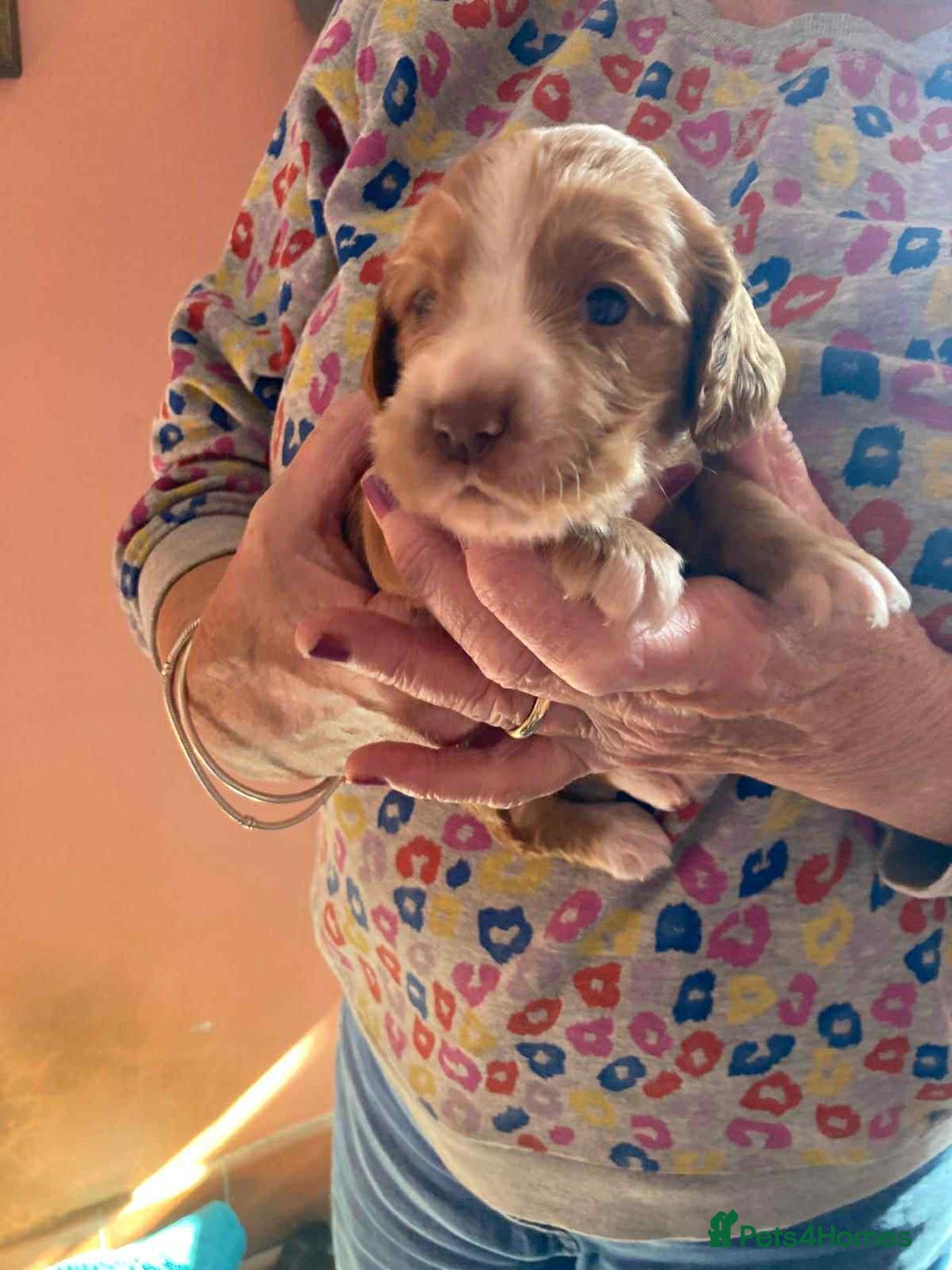 Sprocker dogs for sale: Sprocker Puppies - Image 3