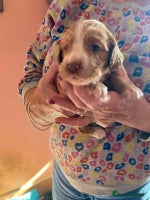 Sprocker dogs - Advert 14