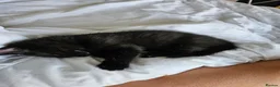 Mixed Breed cats for sale: Mixed Maine Coon Bombay Kitten - Advert 3