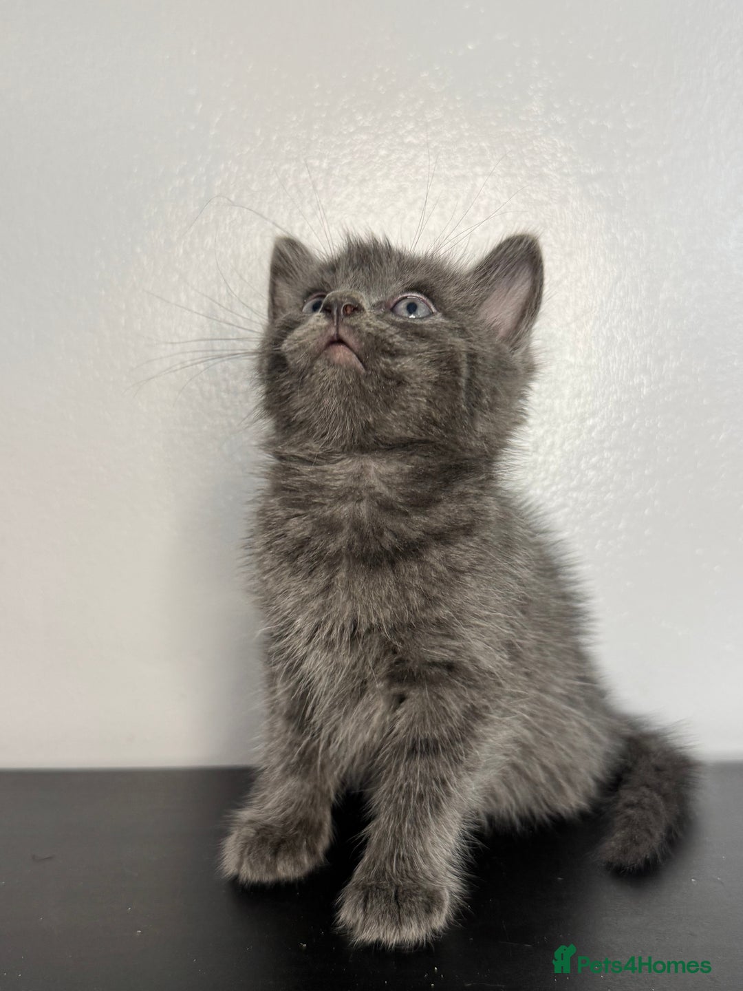Mixed Breed cats for sale: Beautiful mixed bengal kittens  - Image 4