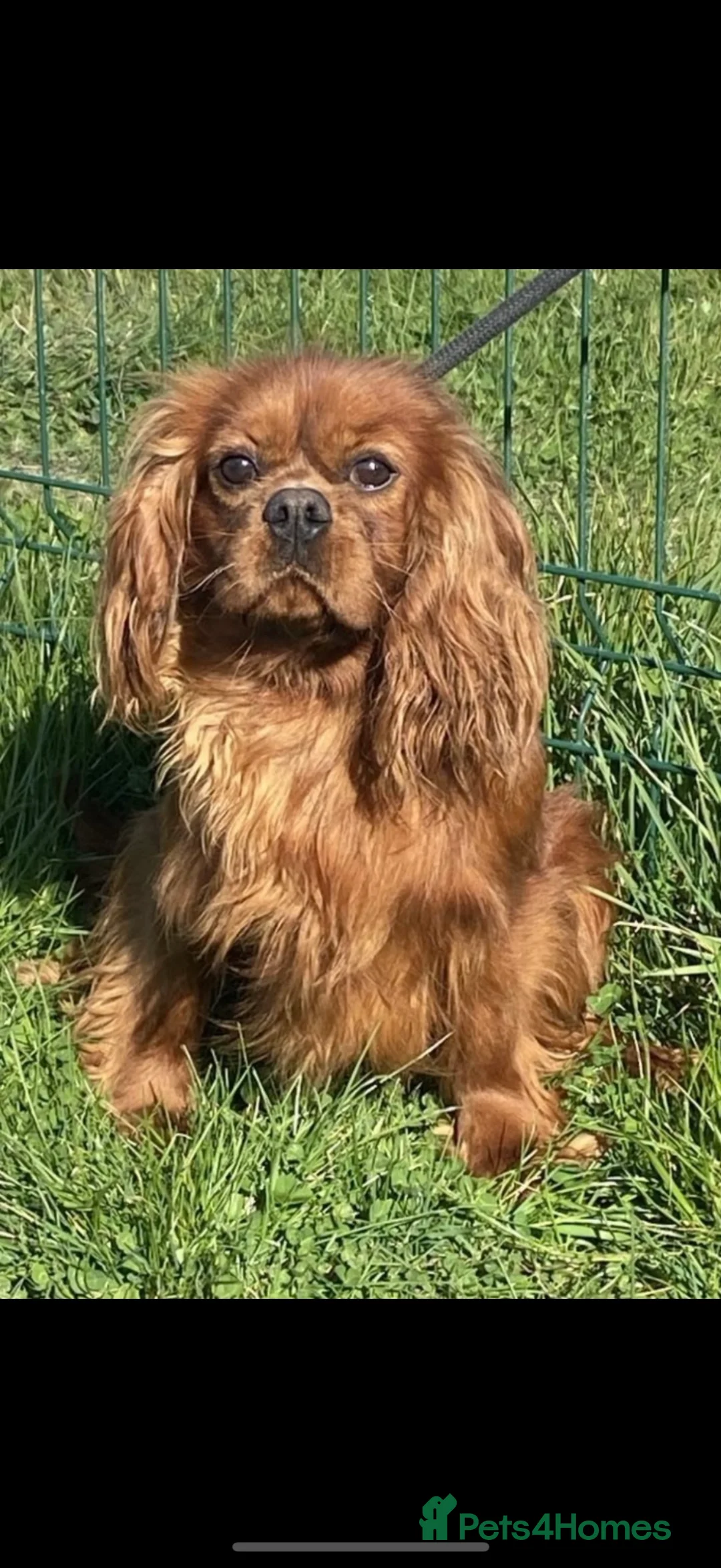 Cavalier King Charles Spaniel dogs for sale: Cavalier king Charles puppies  - Advert 7