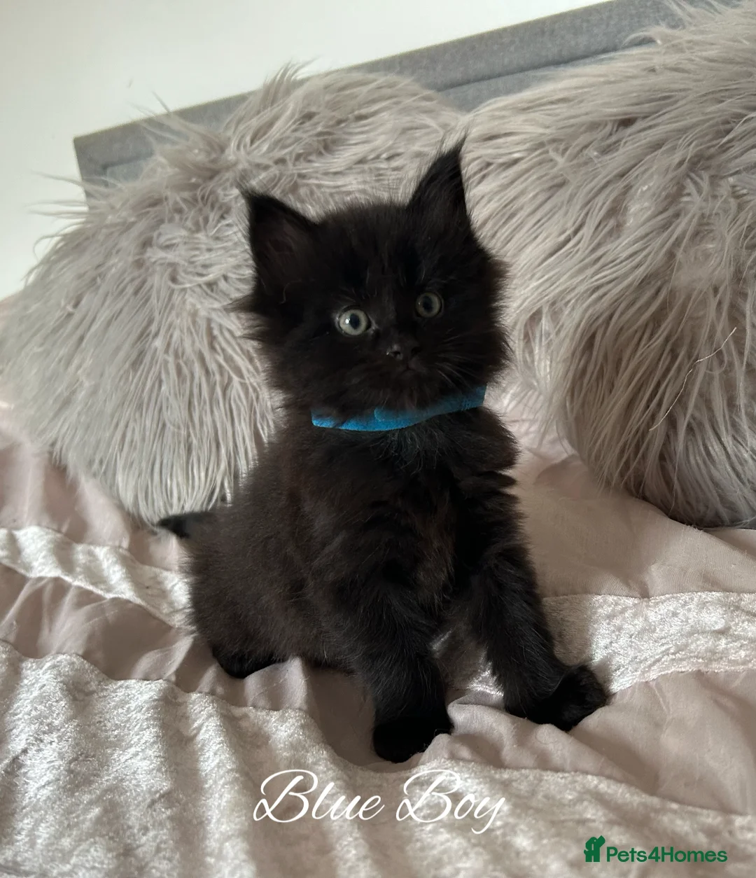 Maine Coon cats for sale: GCCF Registered Maine Coon Kittens - Advert 2