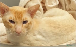 Siamese cats for stud: Flame Point Siamese - Stud Only in Darwen - Image 5