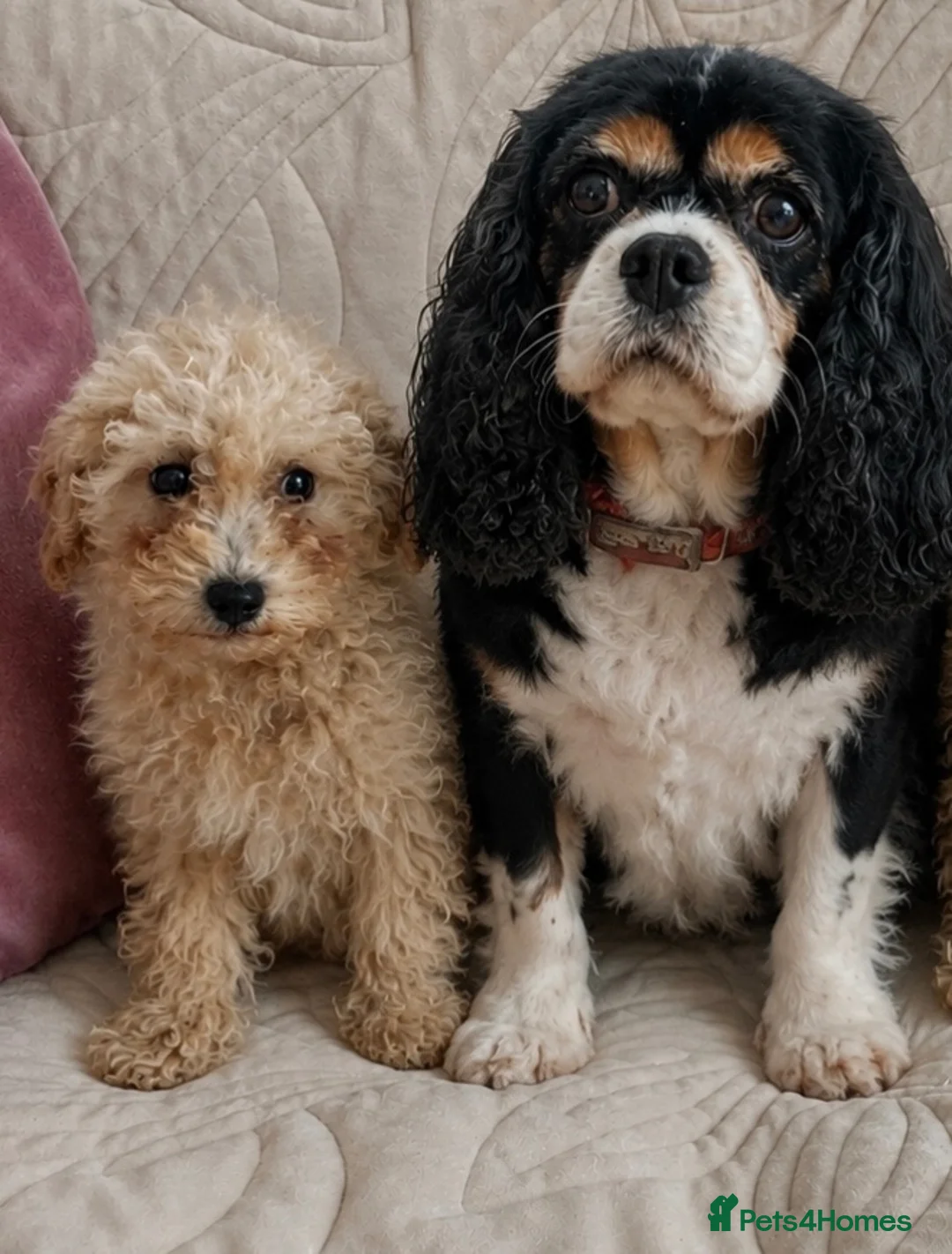 Cavachon dogs for sale: Beautiful f1 cavachon girls  in West Malling - Advert 11