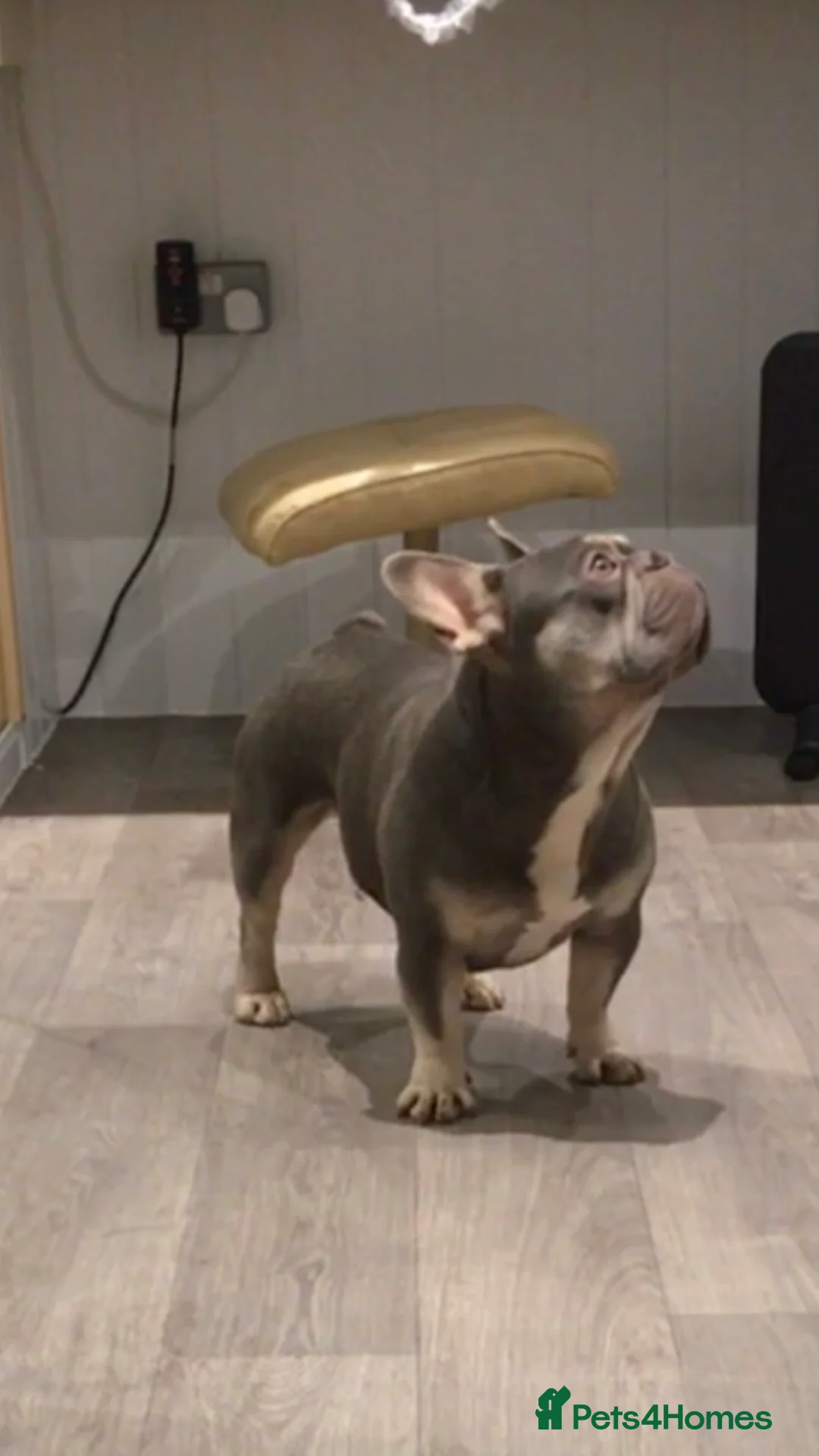 French Bulldog dogs for stud: R.F.G Graded 0-F.B.C.E Silver- B.V.A. Clear  in Darlington - Advert 2