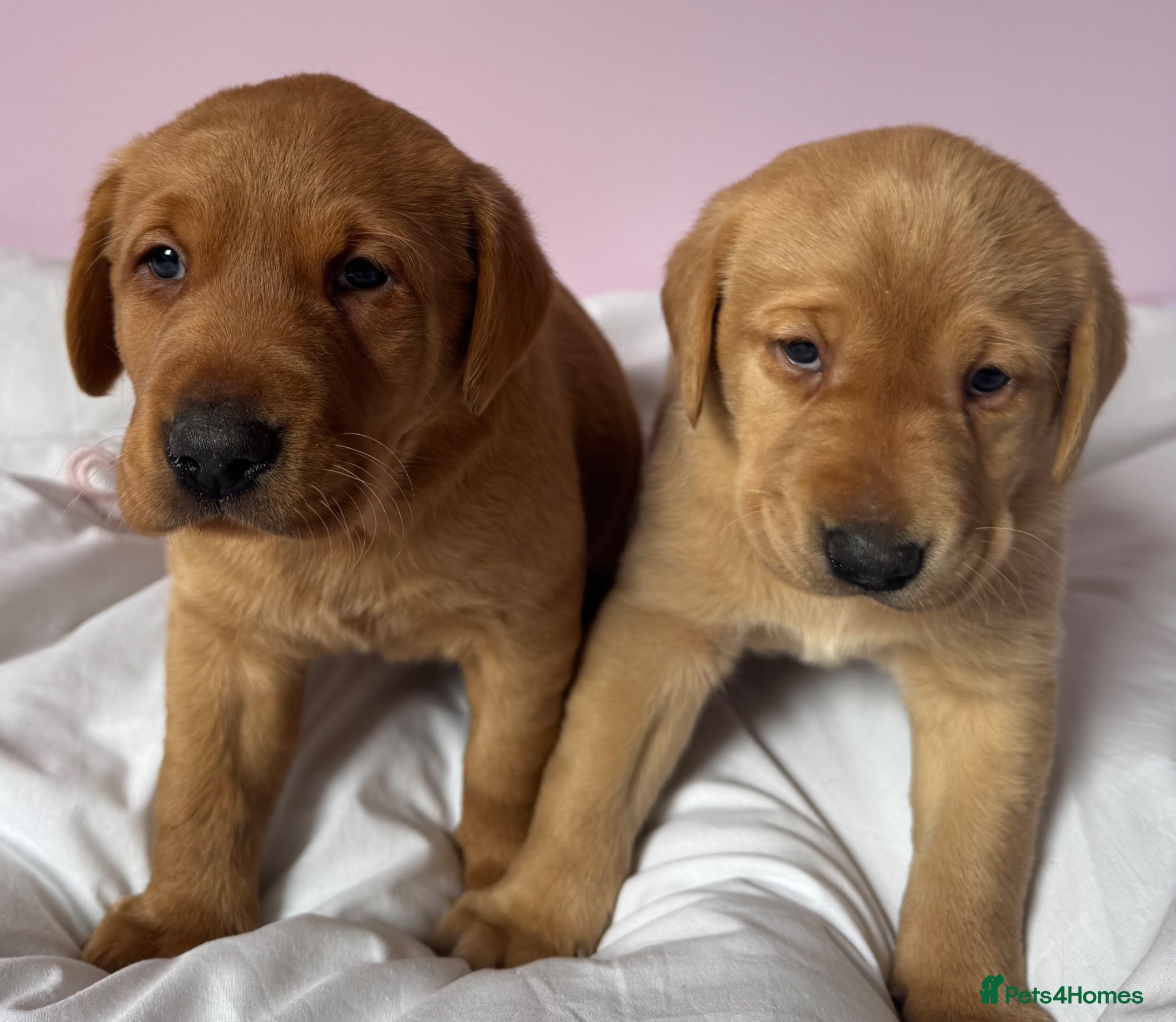 Labrador Retriever dogs for sale: Labrador pups fox red and black  - Advert 10
