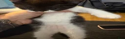 Mixed Breed cats for sale: 2 beautiful black and white kittens - Advert 3