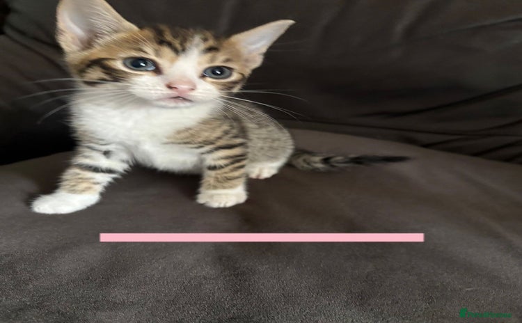 Mixed Breed cats - Advert 7