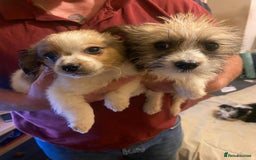 Jackapoo dogs for sale: Jackapoo puppies for sale  - Advert 4