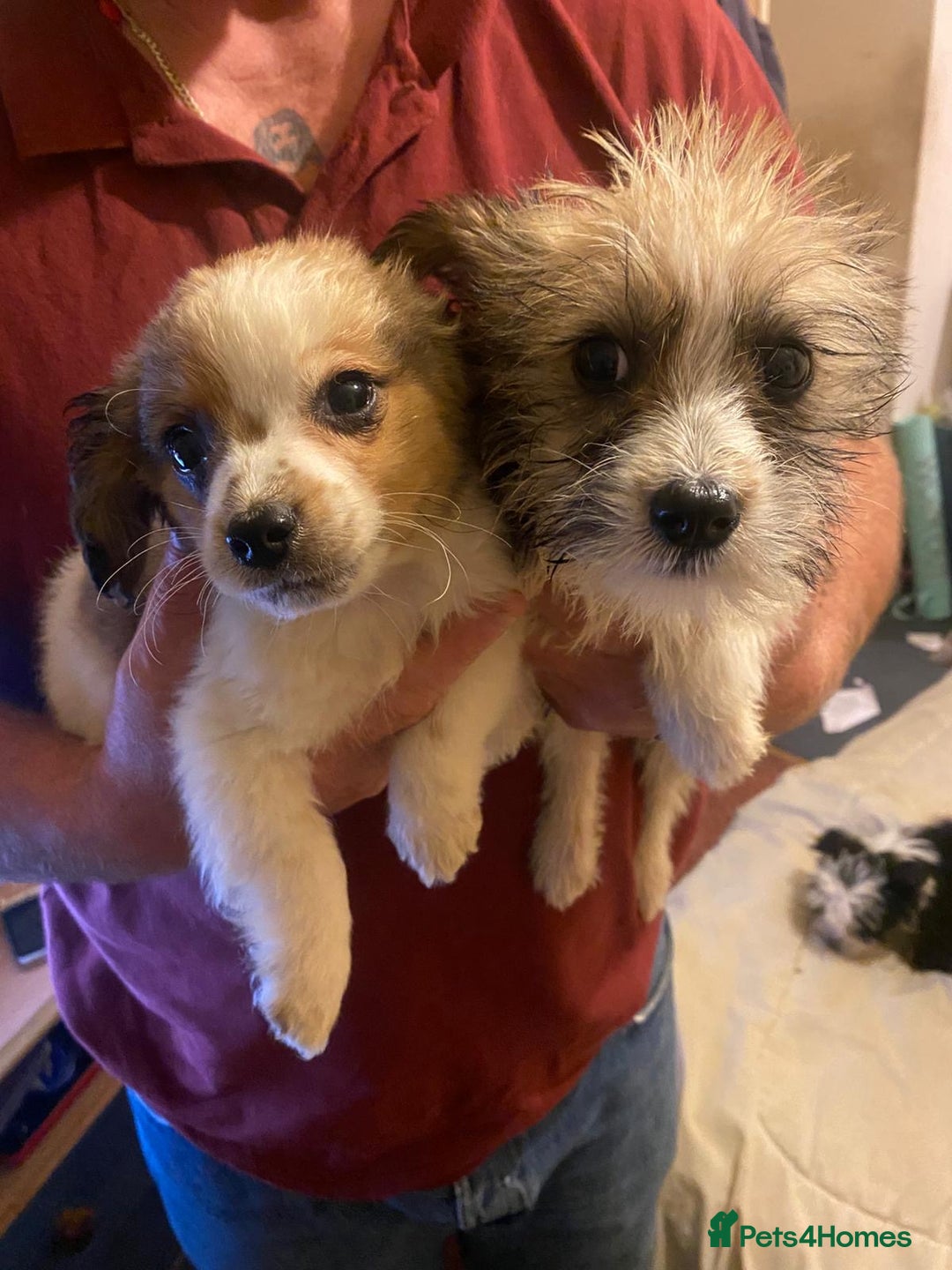 Jackapoo dogs for sale: Jackapoo puppies for sale  - Advert 4