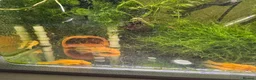Plecos fish for sale: Golden Bristlenose Pleco L144 Lemon blue/black eye - Advert 13