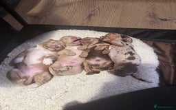 Mixed Breed dogs for sale: Adorable Daschund x spaniel pups  - Advert 16