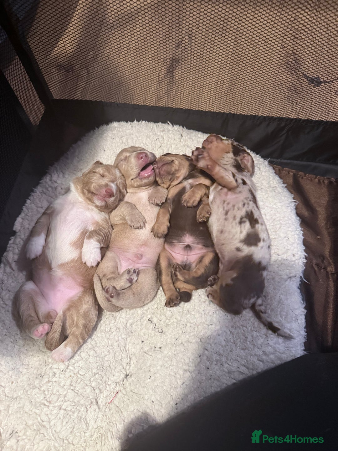 Mixed Breed dogs for sale: Adorable Daschund x spaniel pups  - Advert 16