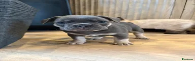 French Bulldog 1