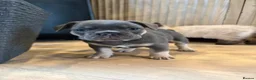 French Bulldog dogs for sale: Beautiful French Bulldog Puppies  in Forfar - Advert 4