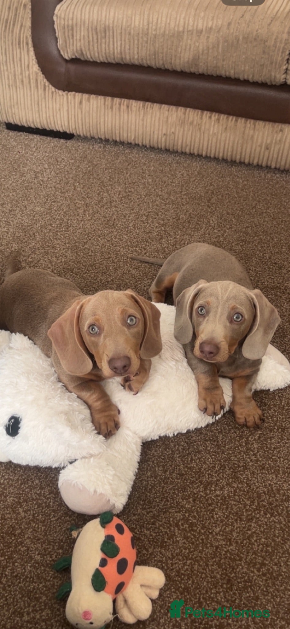 Miniature Dachshund dogs Two beautiful miniature boy dachshunds  - Advert 9