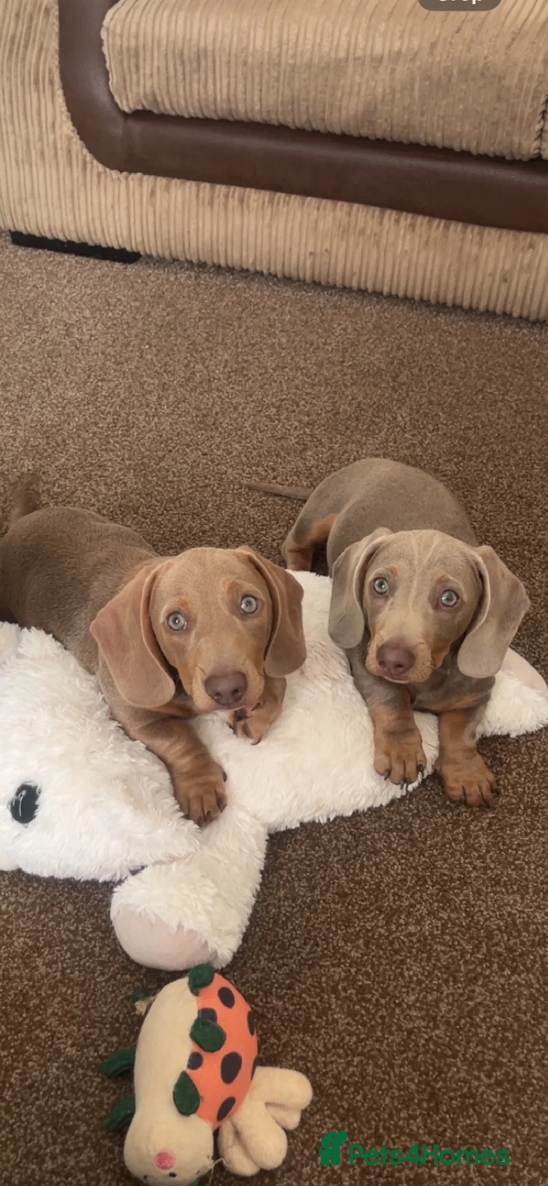 Miniature Dachshund dogs for sale: Two beautiful miniature boy dachshunds  - Advert 1