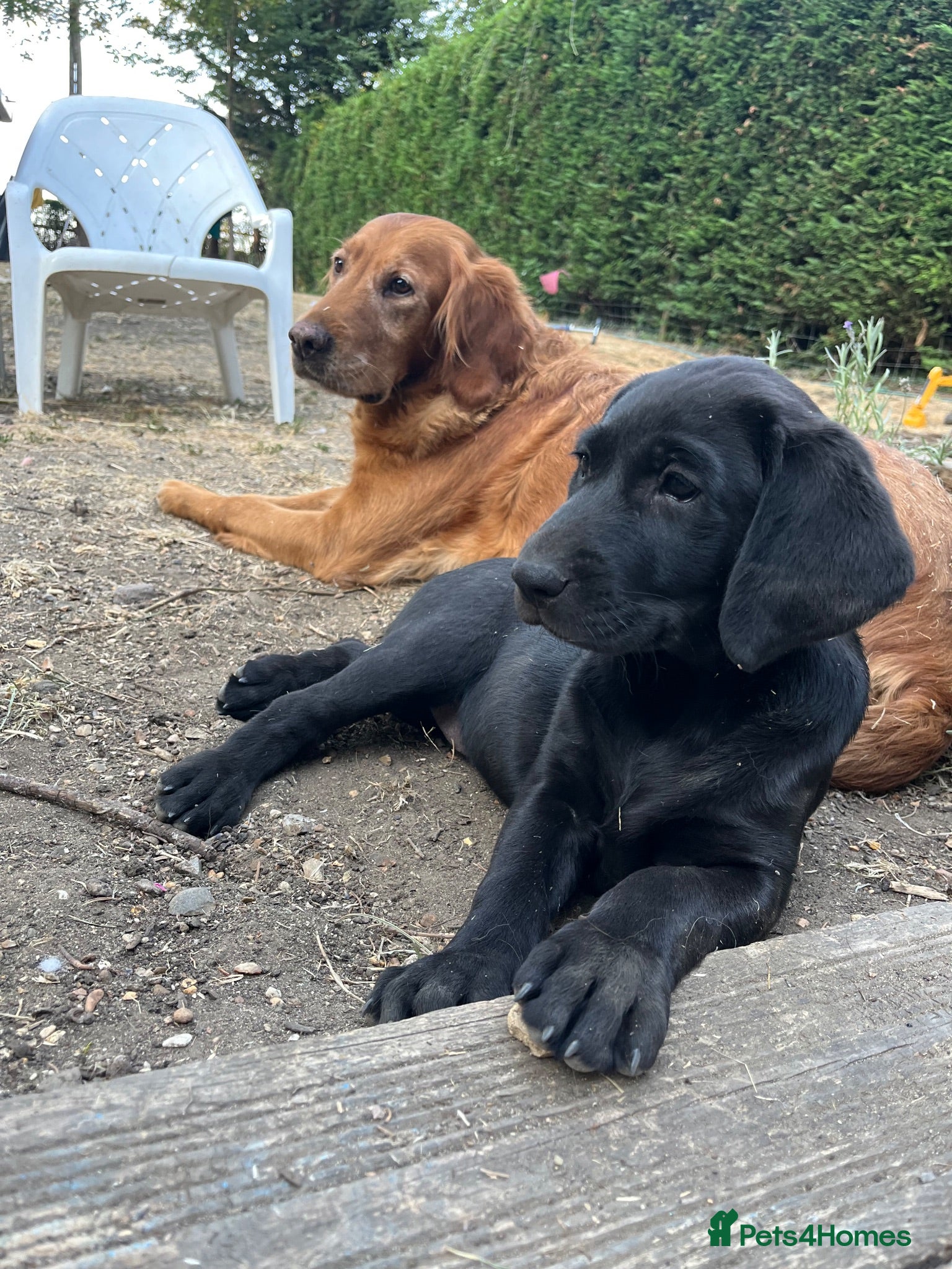 Labrador Retriever dogs Labrador puppies for sale  - Advert 10
