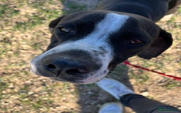 Pointer dogs for adoption: Phoebe, cuddly pointer girl, ready for her forever - Image 3
