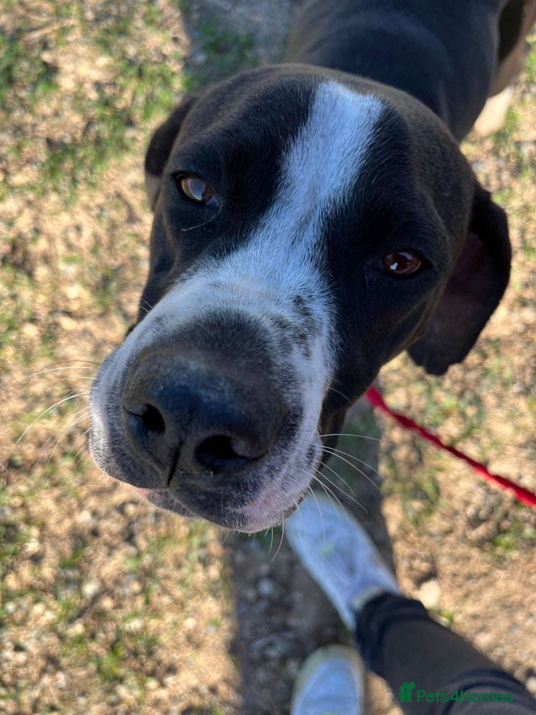 Pointer dogs for adoption: Phoebe, cuddly pointer girl, ready for her forever - Image 3