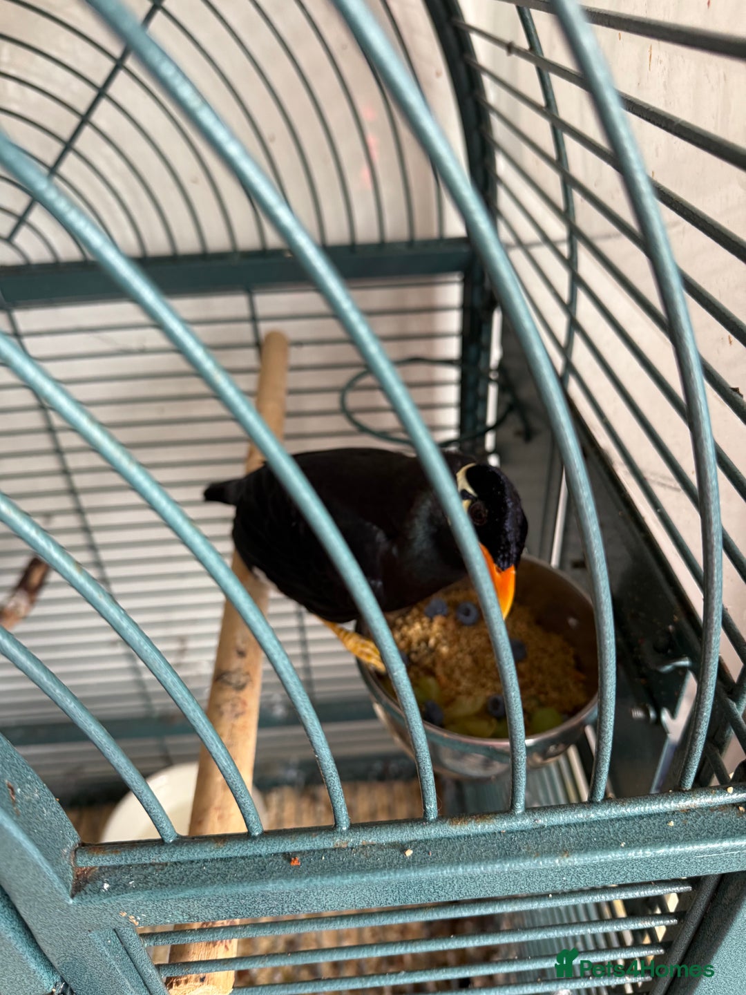 Softbills birds for sale: Hill myna bird - Image 1