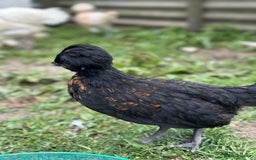 Chickens poultry for sale: Chickens hens polish baby young bantam  in Wimborne - Image 18